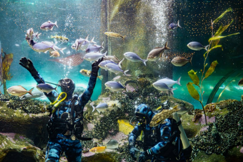 National Aquarium of New Zealand 